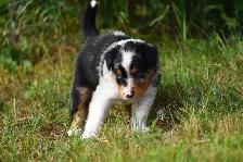 Chiots Berger Australien - Photo 3