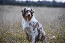 Chiots Berger Australien - Photo 4