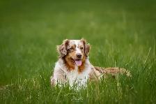 Chiots Berger Australien - Photo 5