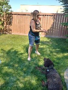 PROFESSIONAL DOG TRAINER PRIVATE SESSIONS - Photo 2