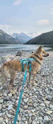 PROFESSIONAL DOG TRAINER PRIVATE SESSIONS - Photo 4