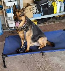 PROFESSIONAL DOG TRAINER PRIVATE SESSIONS - Photo 5