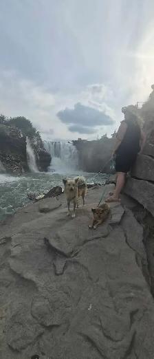 PROFESSIONAL DOG TRAINER PRIVATE SESSIONS - Photo 7