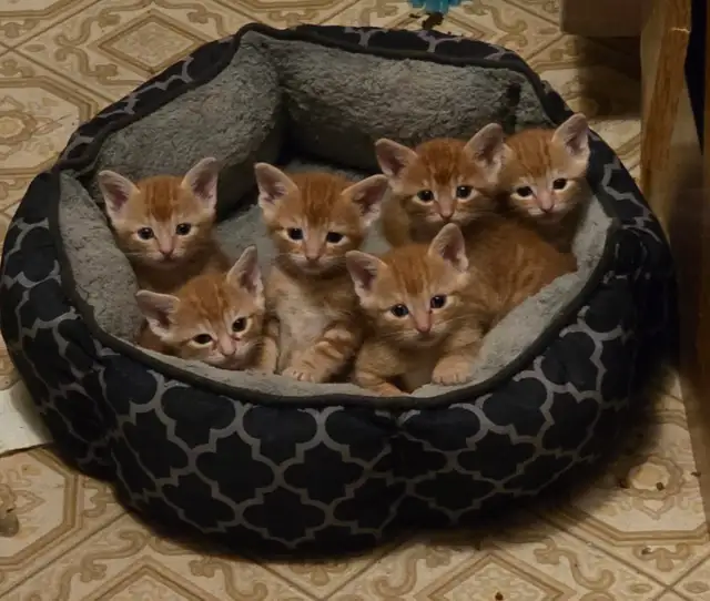 Adorable Orange Kittens