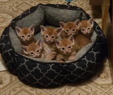 Adorable Orange Kittens