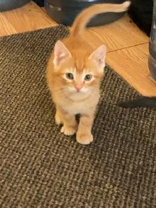 Adorable Orange Kittens - Photo 2