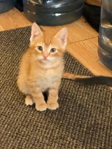 Adorable Orange Kittens - Photo 3