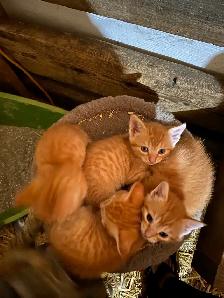 Adorable Orange Kittens - Photo 4