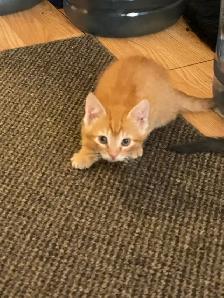 Adorable Orange Kittens - Photo 5