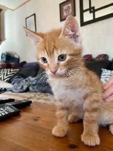 Adorable Orange Kittens - Photo 6