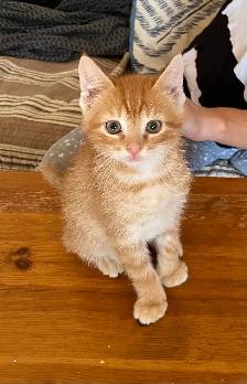 Adorable Orange Kittens - Photo 7