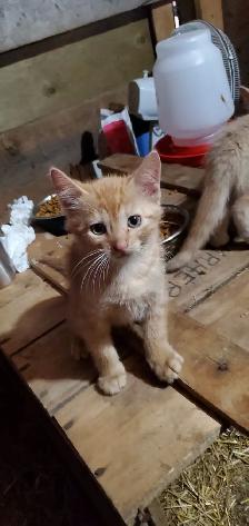 Adorable Orange Kittens - Photo 8