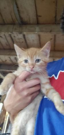 Adorable Orange Kittens - Photo 9