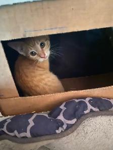 Adorable Orange Kittens - Photo 10
