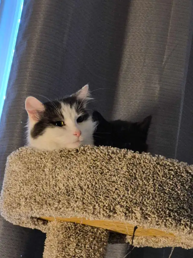 female calico cat iso forever home