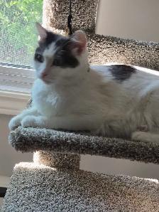 female calico cat iso forever home - Photo 2