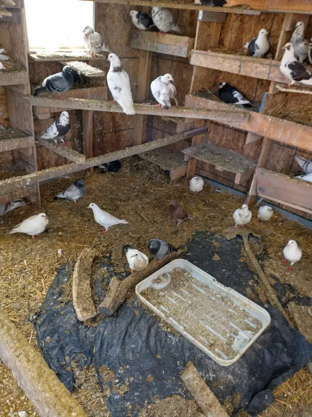 Pigeons  for sale -- ONLY $10