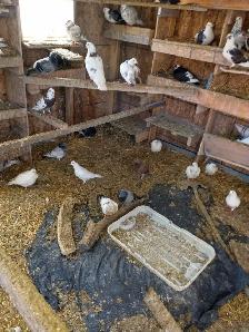 Pigeons  for sale -- ONLY $10