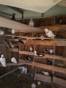 Pigeons  for sale -- ONLY $10 - Photo 2