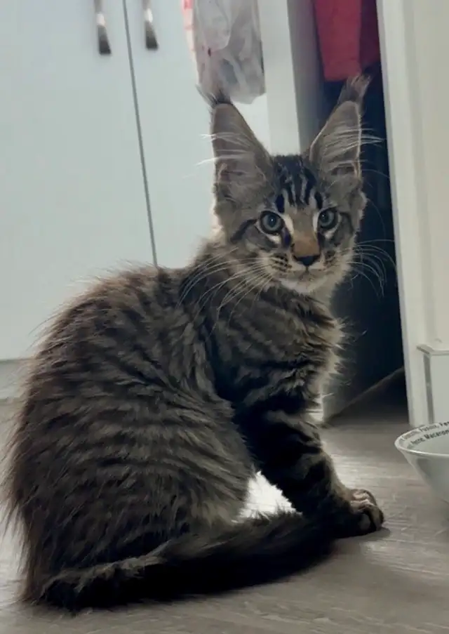 Purebred Maine Coon kittens are ready for adoption.