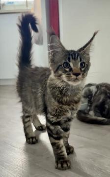 Purebred Maine Coon kittens are ready for adoption. - Photo 3