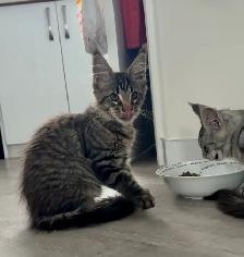 Purebred Maine Coon kittens are ready for adoption. - Photo 7
