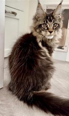 Purebred Maine Coon kittens are ready for adoption. - Photo 8