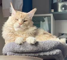 Purebred Maine Coon kittens are ready for adoption. - Photo 9
