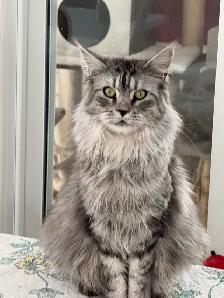 Purebred Maine Coon kittens are ready for adoption. - Photo 10