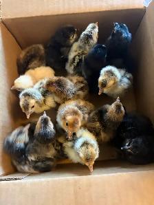Assorted Heritage Chicks For Sale