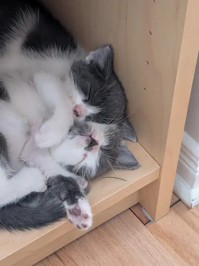 Kittens for sale Chatons pour vendre