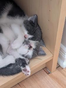 Kittens for sale Chatons pour vendre