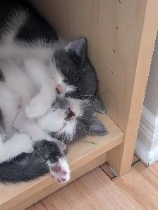 Kittens for sale Chatons pour vendre - Photo 2