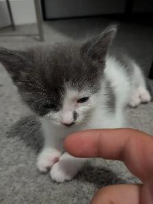 Kittens for sale Chatons pour vendre - Photo 3
