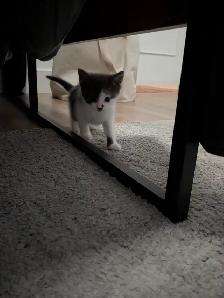 Kittens for sale Chatons pour vendre - Photo 4