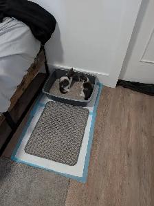 Kittens for sale Chatons pour vendre - Photo 5