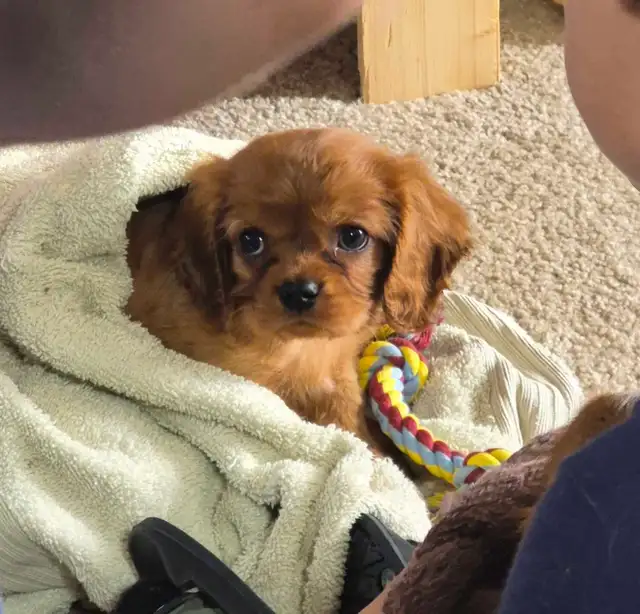 Cavalier King Charles Spaniel Puppy