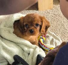 Cavalier King Charles Spaniel Puppy