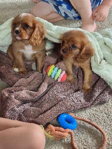Cavalier King Charles Spaniel Puppy - Photo 2