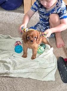 Cavalier King Charles Spaniel Puppy - Photo 3