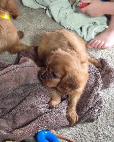 Cavalier King Charles Spaniel Puppy - Photo 4