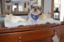 chiens mâles Bichon Maltais pur race et Shih-Tzu