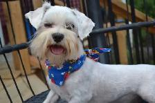chiens mâles Bichon Maltais pur race et Shih-Tzu - Photo 7