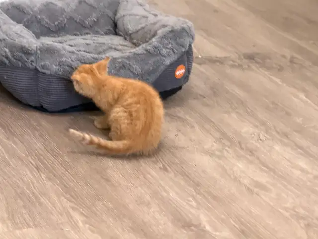 orange kitten