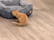 orange kitten