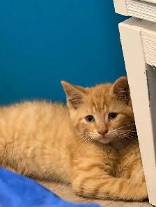 orange kitten - Photo 2