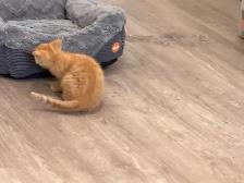orange kitten - Photo 3