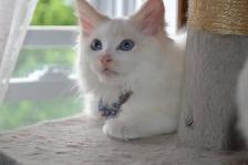 cge pour chats