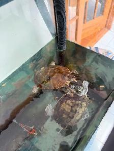 Turtle and fish tank aquarium