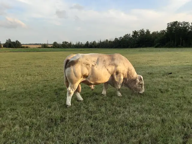 Registered Charolais Bull